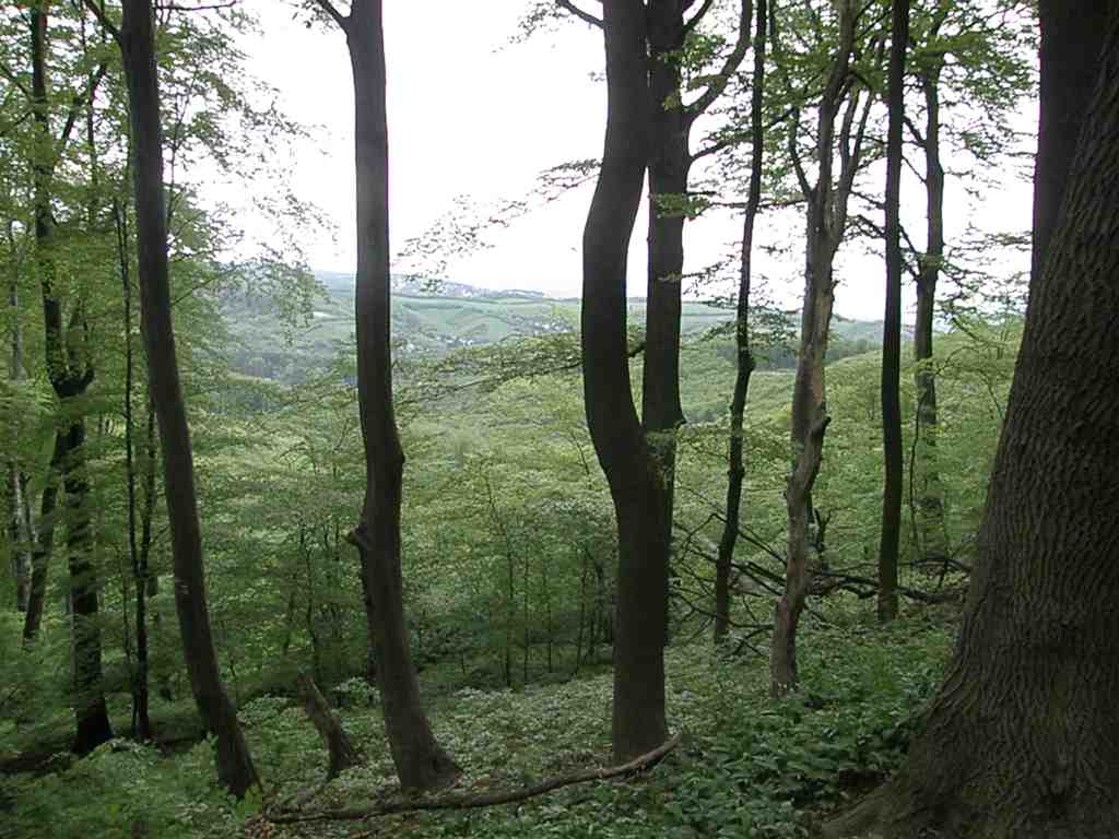 Beltane im Wienerwald