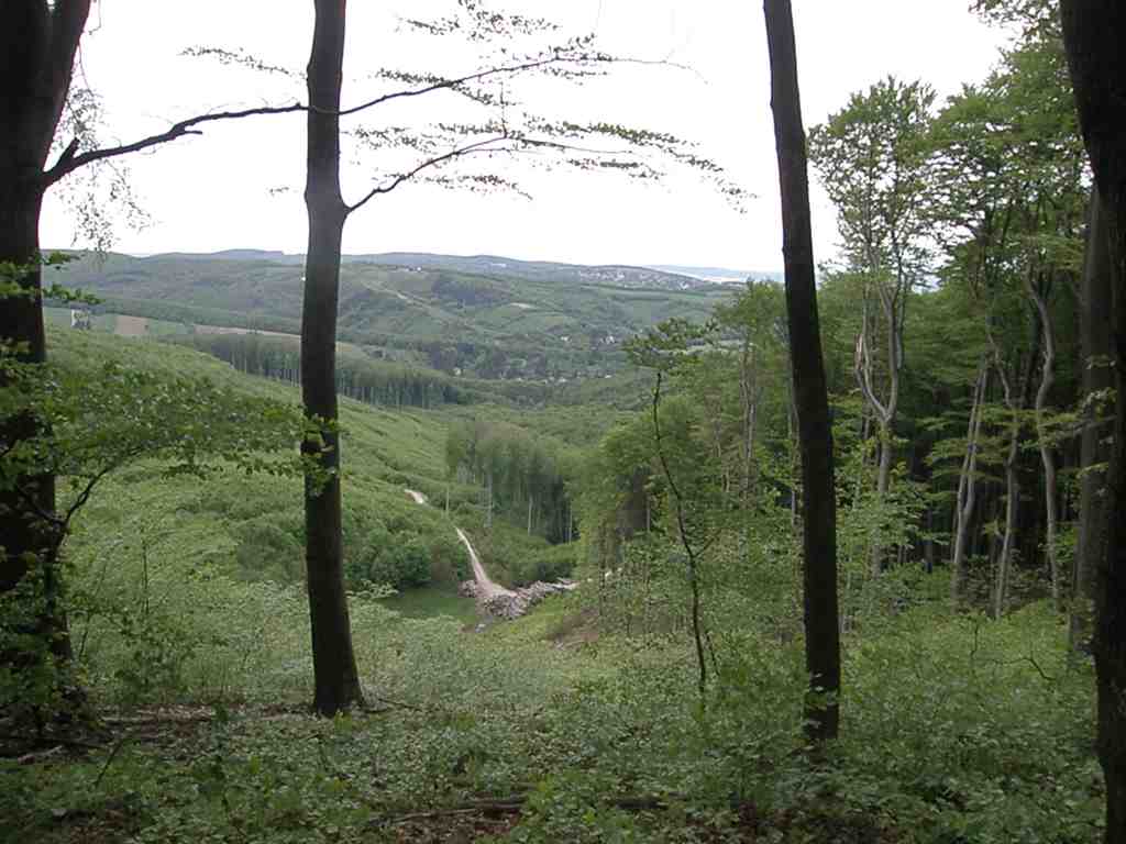 Beltane im Wienerwald